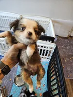 Greystone , a male Toy Australian Shepherd for sale in Maryville, TN – 2 of 10