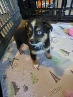Leaves , a male Toy Australian Shepherd for sale in Maryville, TN – 2 of 10