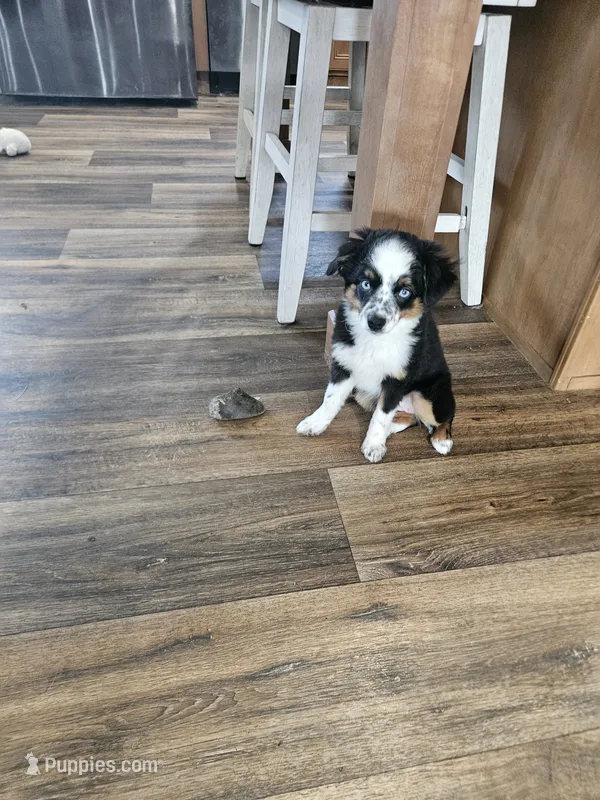 Rainie – Toy Australian Shepherd puppy for sale in Maryville, TN