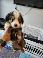 Copper, a male Toy Australian Shepherd for sale in Maryville, TN – 9 of 10