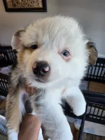 Cool Night, a male Toy Australian Shepherd for sale in Maryville, TN – 3 of 10