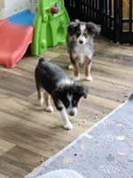 BooBear, a female Toy Australian Shepherd for sale in Maryville, TN – 6 of 10