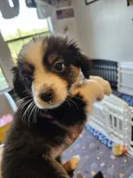 BooBear, a female Toy Australian Shepherd for sale in Maryville, TN – 9 of 10