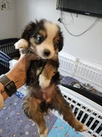 Copper, a male Toy Australian Shepherd for sale in Maryville, TN – 8 of 10