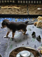 Cooper, a male Toy Australian Shepherd for sale in Maryville, TN – 5 of 10