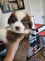 Strawberry 🍓 , a male Toy Australian Shepherd for sale in Maryville, TN – 8 of 10