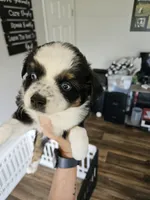 Rainie, a female Toy Australian Shepherd for sale in Maryville, TN – 5 of 10