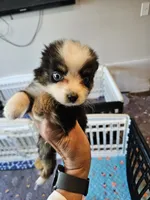 Sweat Bluie, a female Toy Australian Shepherd for sale in Maryville, TN – 2 of 10