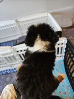 Sweat Bluie, a female Toy Australian Shepherd for sale in Maryville, TN – 8 of 10