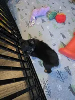 Fall, a male Toy Australian Shepherd for sale in Maryville, TN – 9 of 10