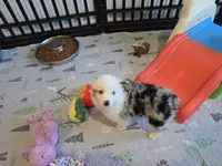 Cool Night, a male Toy Australian Shepherd for sale in Maryville, TN – 4 of 10