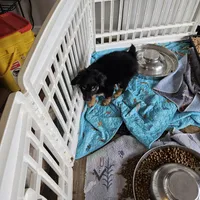 Cozy, a female Toy Australian Shepherd for sale in Maryville, TN – Photo 4 of 10