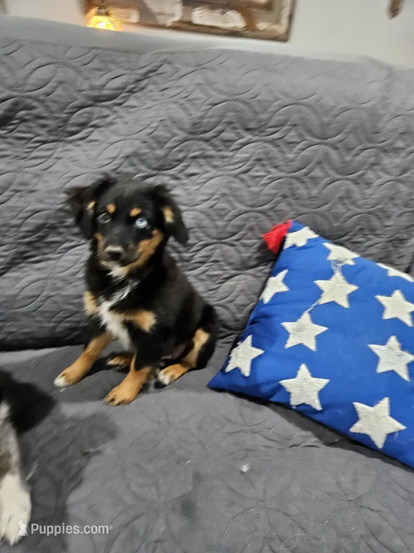 Cozy – Miniature Australian Shepherd puppy for sale in Maryville, TN