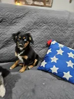 Cozy, a female Miniature Australian Shepherd for sale in Maryville, TN – Photo 1 of 10