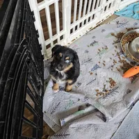 Cozy, a female Toy Australian Shepherd for sale in Maryville, TN – Photo 6 of 10