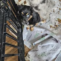 Cozy, a female Toy Australian Shepherd for sale in Maryville, TN – Photo 9 of 10