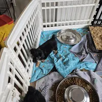 Cozy, a female Toy Australian Shepherd for sale in Maryville, TN – Photo 5 of 10