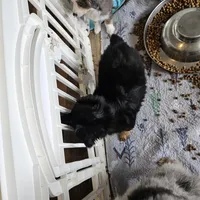 Cozy, a female Toy Australian Shepherd for sale in Maryville, TN – Photo 3 of 10