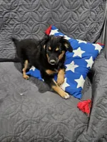 Cozy, a female Miniature Australian Shepherd for sale in Maryville, TN – Photo 5 of 10