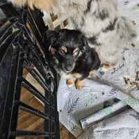 Cozy, a female Toy Australian Shepherd for sale in Maryville, TN – Photo 8 of 10