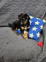 Cozy, a female Miniature Australian Shepherd for sale in Maryville, TN – Photo 7 of 10