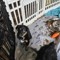 Cozy, a female Toy Australian Shepherd for sale in Maryville, TN – Photo 10 of 10