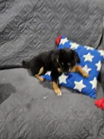 Cozy, a female Miniature Australian Shepherd for sale in Maryville, TN – Photo 4 of 10