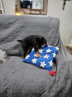 Cozy, a female Miniature Australian Shepherd for sale in Maryville, TN – Photo 2 of 10