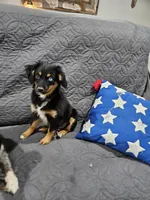 Cozy, a female Miniature Australian Shepherd for sale in Maryville, TN – Photo 10 of 10