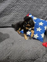 Cozy, a female Miniature Australian Shepherd for sale in Maryville, TN – Photo 8 of 10