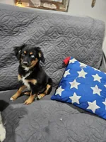 Cozy, a female Miniature Australian Shepherd for sale in Maryville, TN – Photo 9 of 10