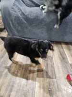 Cozy, a female Miniature Australian Shepherd for sale in Maryville, TN – Photo 3 of 10