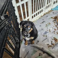 Cozy, a female Toy Australian Shepherd for sale in Maryville, TN – Photo 2 of 10