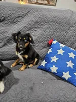 Cozy, a female Miniature Australian Shepherd for sale in Maryville, TN – Photo 6 of 10