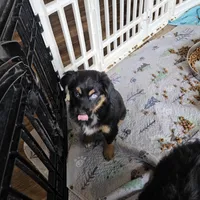 Cozy, a female Toy Australian Shepherd for sale in Maryville, TN – Photo 1 of 10