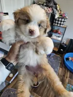 PeanutButter, a female Toy Australian Shepherd for sale in Maryville, TN – 7 of 10