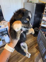 Leaves , a male Toy Australian Shepherd for sale in Maryville, TN – 4 of 10