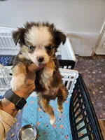 Greystone , a male Toy Australian Shepherd for sale in Maryville, TN – 9 of 10