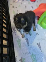 Fall, a male Toy Australian Shepherd for sale in Maryville, TN – 3 of 10