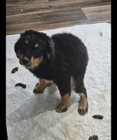 Sweetie, a male Australian Shepherd for sale in Maryville, TN – 10 of 10