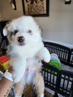 Cool Night, a male Toy Australian Shepherd for sale in Maryville, TN – 5 of 10