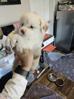 Peach Cream, a male Toy Australian Shepherd for sale in Maryville, TN – 9 of 9