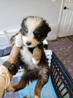 Sweat Bluie, a female Toy Australian Shepherd for sale in Maryville, TN – 1 of 10