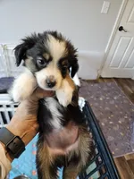 BooBear, a female Toy Australian Shepherd for sale in Maryville, TN – 6 of 10