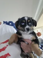 Warm and Fuzy, a male Toy Australian Shepherd for sale in Maryville, TN – 6 of 10