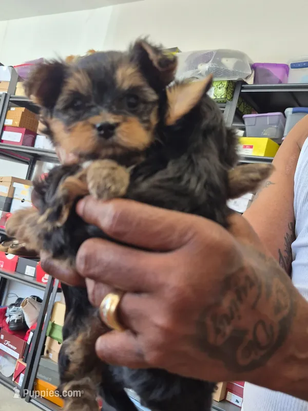 You will name them – Yorkshire Terrier puppy for sale in San Diego, CA