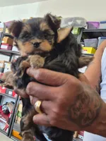 You will name them, a female Yorkshire Terrier for sale in San Diego, CA – 1 of 1