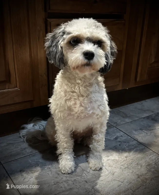 Gracie – Cavapoo puppy for sale in LaPorte, IN