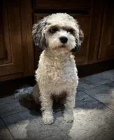 Gracie, a female Cavapoo for sale in LaPorte, IN – 1 of 4