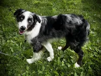 Zeus , a male Miniature Australian Shepherd for sale in LaPorte, IN – 4 of 6